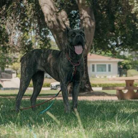 Enlarge Stormi, a Adoptable Cane Corso in Turlock, CA image 3/6