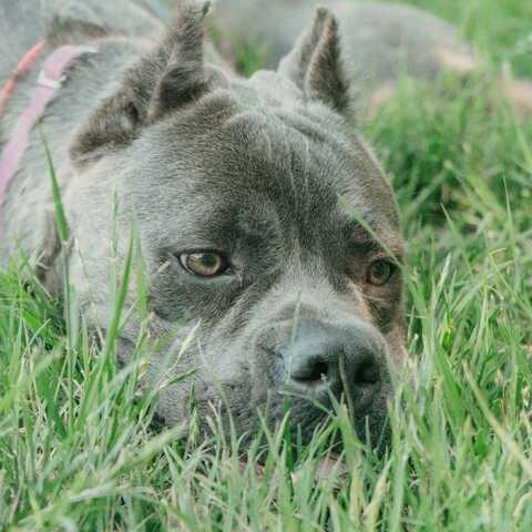 Enlarge Stormi, a Adoptable Cane Corso in Turlock, CA image 4/6