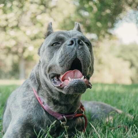 Enlarge Stormi, a Adoptable Cane Corso in Turlock, CA image 5/6