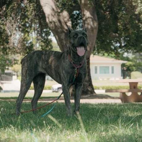 Enlarge Stormi, a Adoptable Cane Corso in Turlock, CA image 6/6