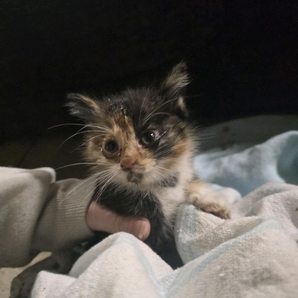 Polly, Adoptable, Kitten Female Domestic Short Hair.