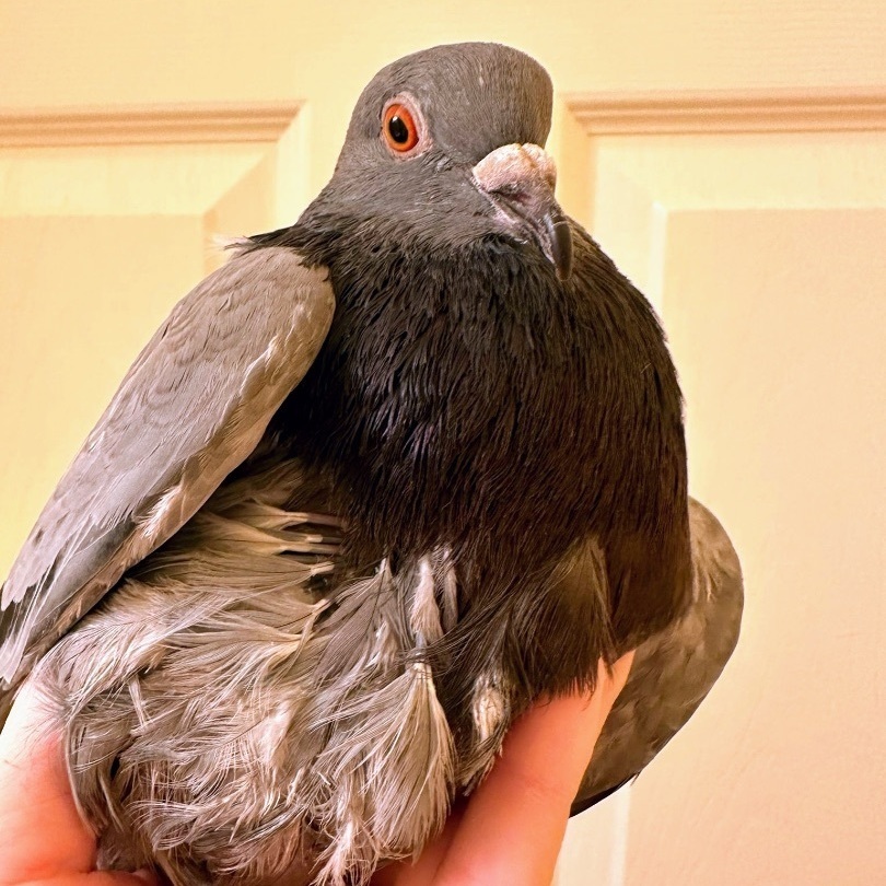 Clive photo 5