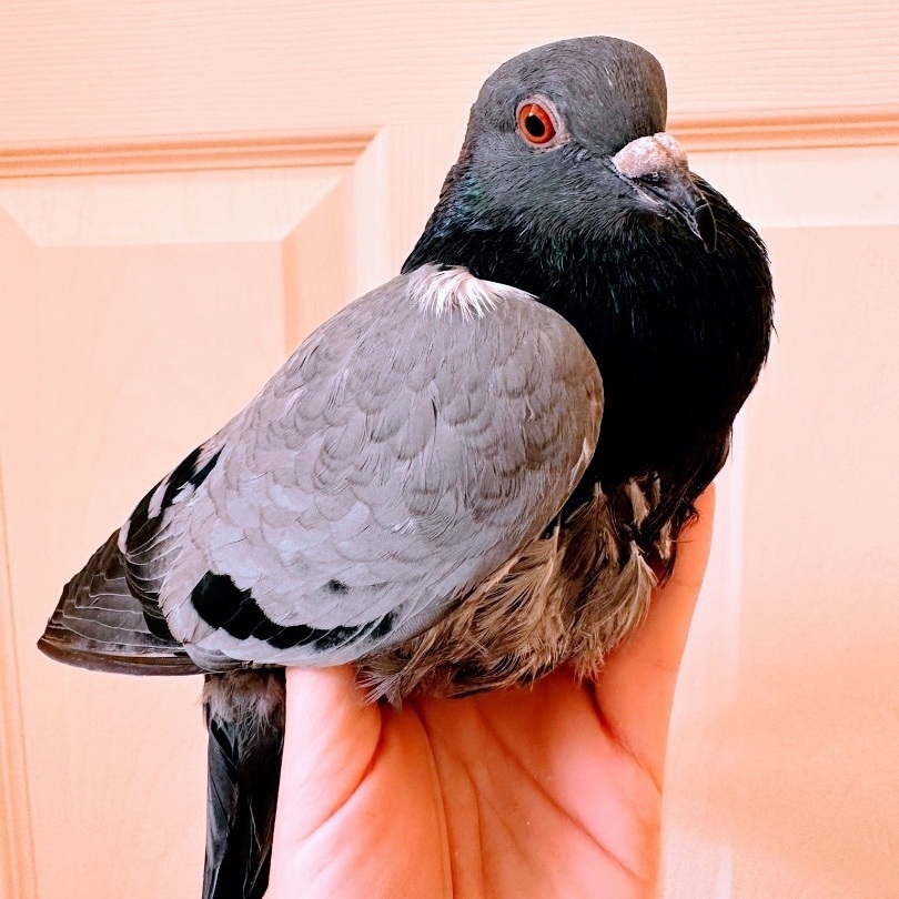 Clive photo 3