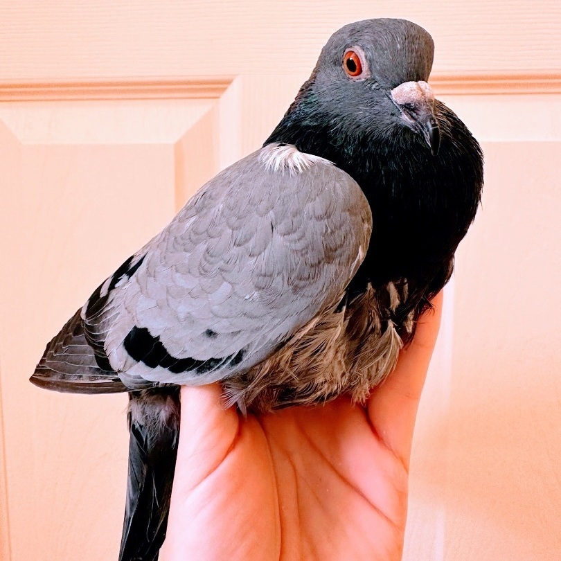 Clive photo 4