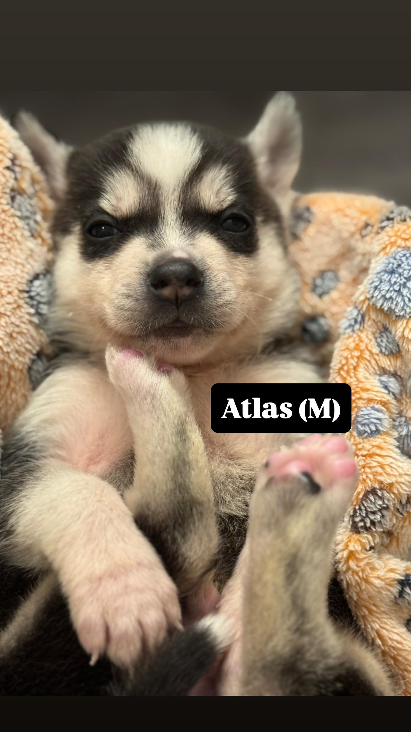 Enlarge Atlas, a Adopted mixed breed in Seattle, WA image 1/3