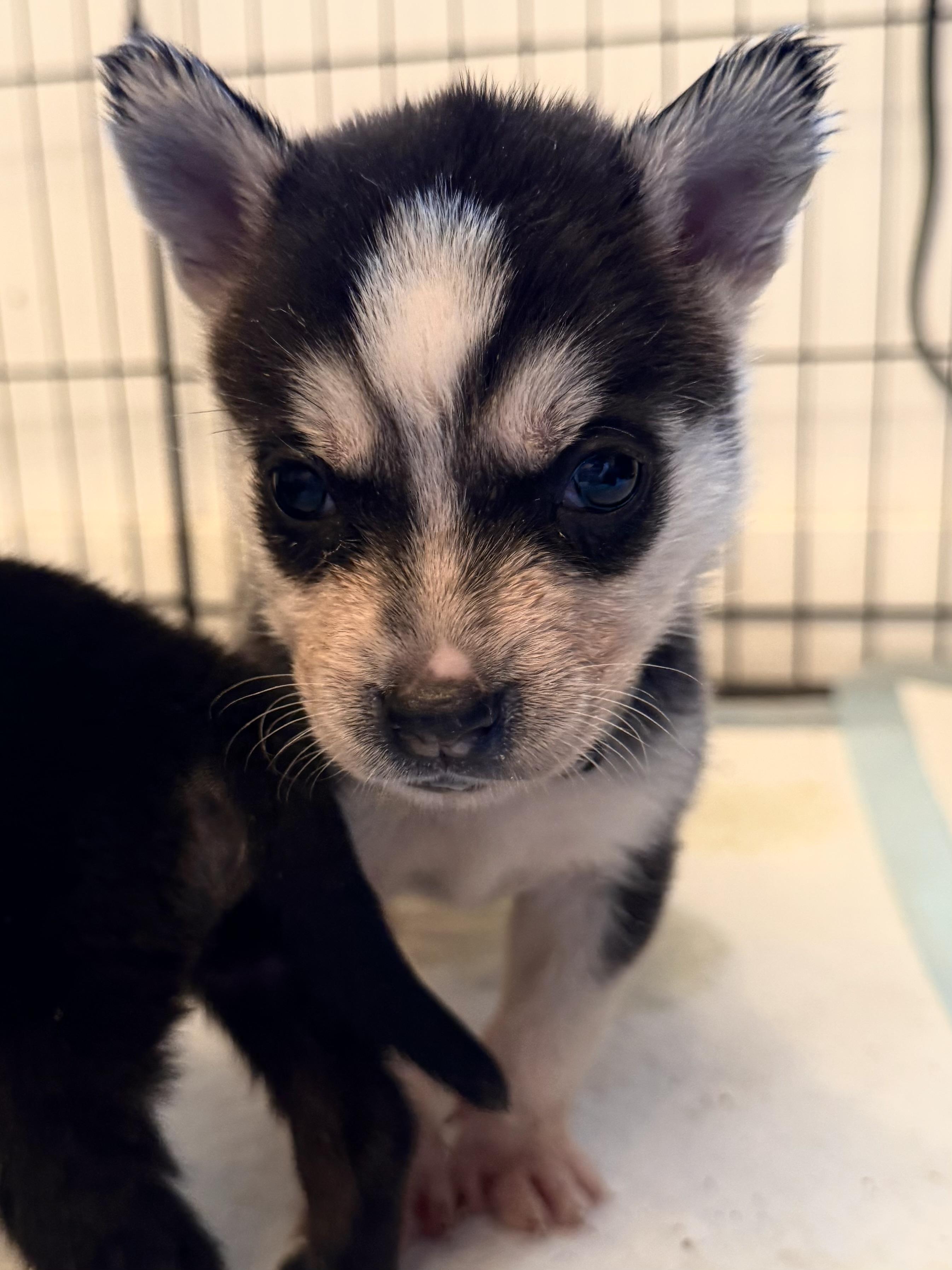 Enlarge Atlas, a Adopted mixed breed in Seattle, WA image 2/3