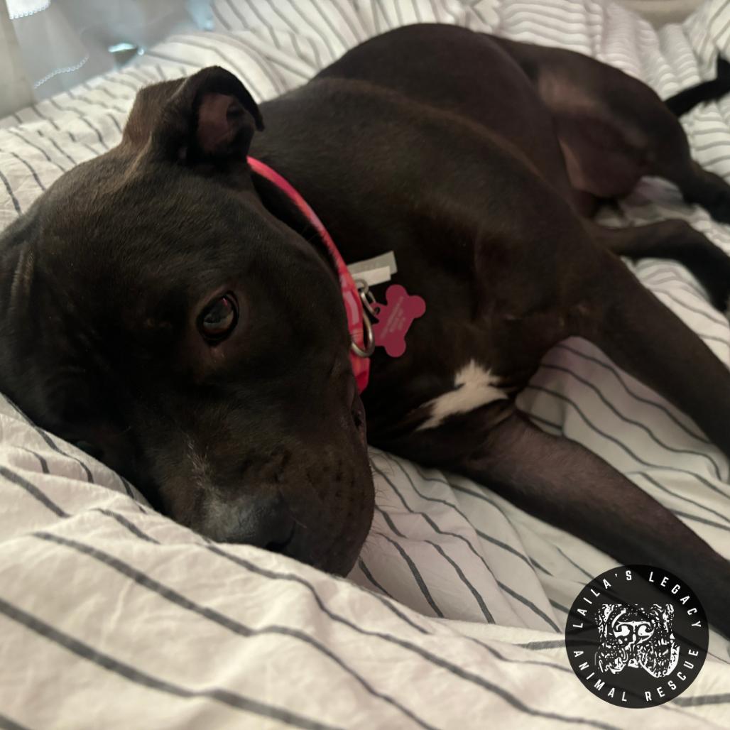 Enlarge Sheba, a Adoptable mixed breed in Washington, DC image 1/4