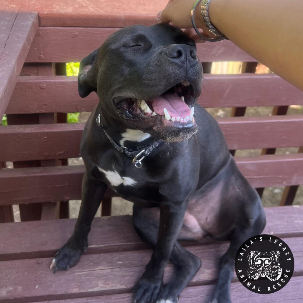 Enlarge Sheba, a Adoptable mixed breed in Washington, DC image 2/4