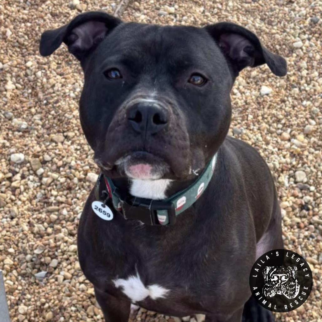 Enlarge Sheba, a Adoptable mixed breed in Washington, DC image 3/4