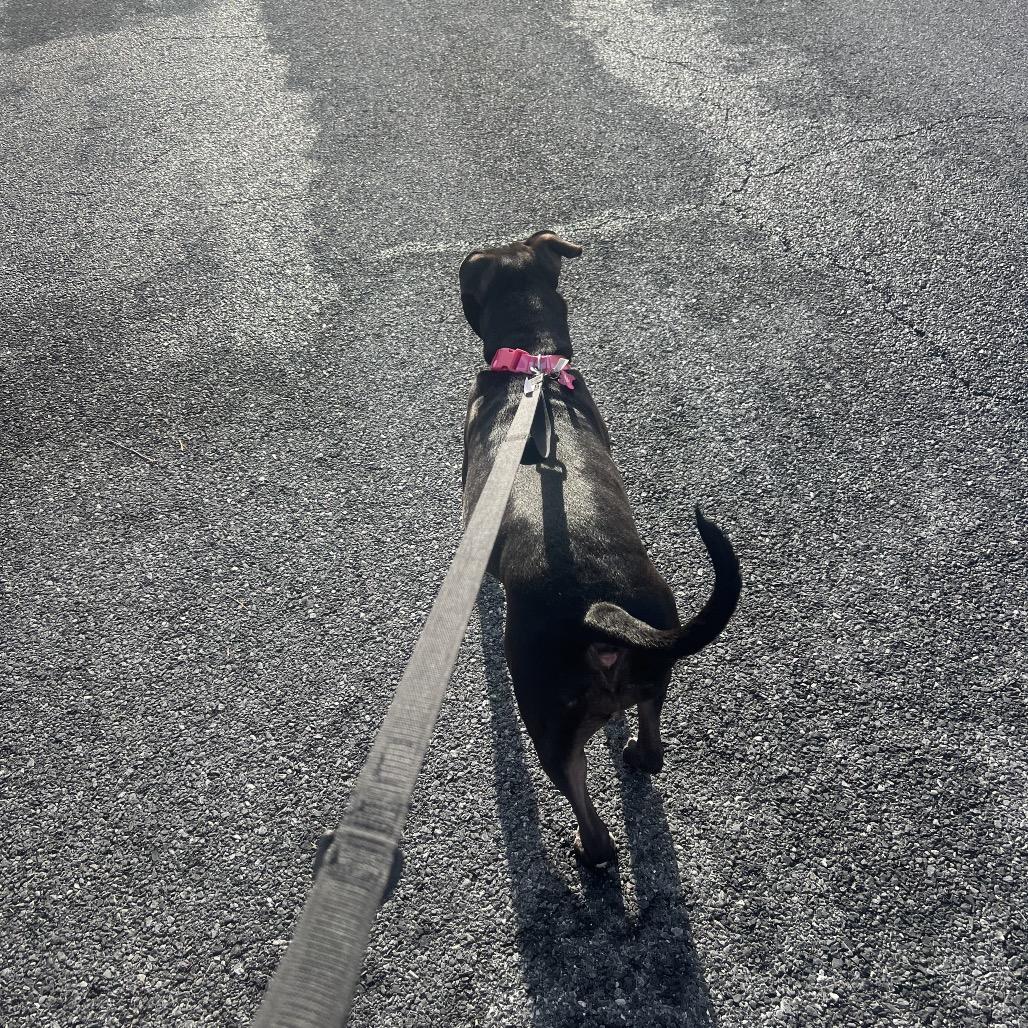 Enlarge Sheba, a Adoptable mixed breed in Washington, DC image 4/4