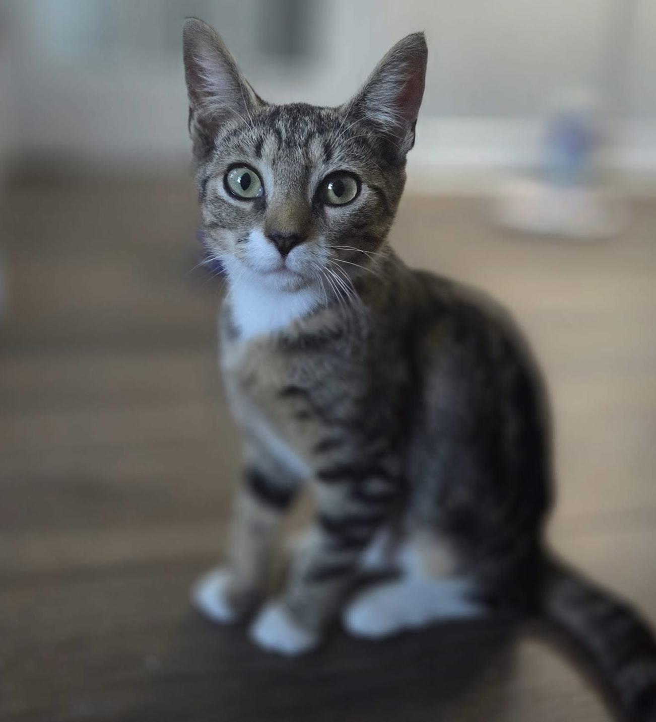 Maisey