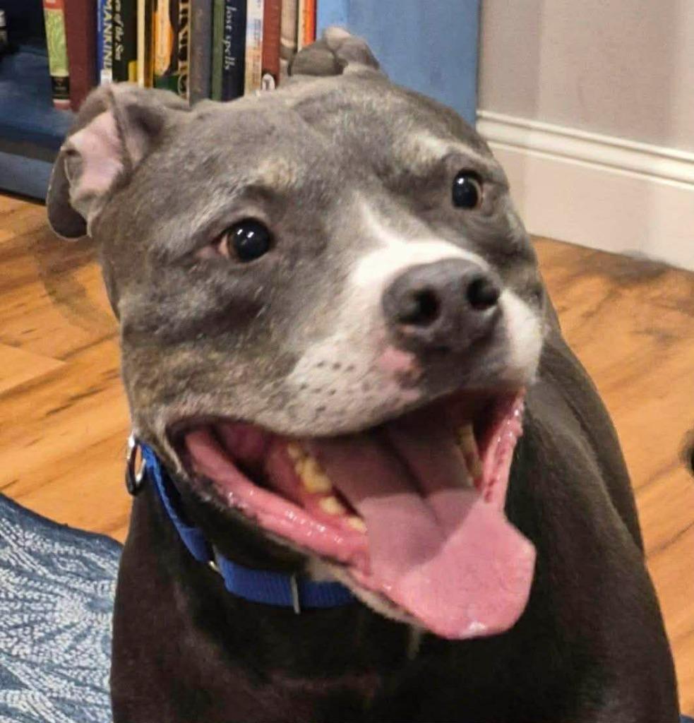 Ogima, Adoptable, Adult Male Pit Bull Terrier.