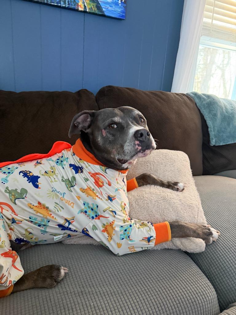 Enlarge Ogima, a Adoptable Pit Bull Terrier in Cloquet, MN image 2/4