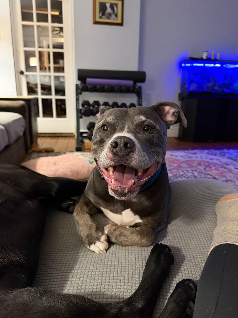 Enlarge Ogima, a Adoptable Pit Bull Terrier in Cloquet, MN image 3/4