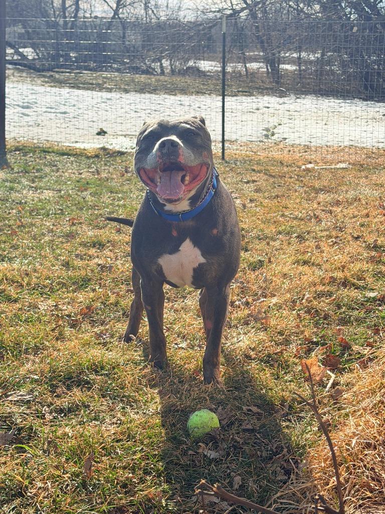 Enlarge Ogima, a Adoptable Pit Bull Terrier in Cloquet, MN image 4/4