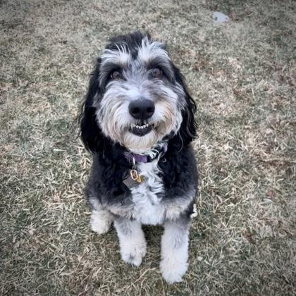 Enlarge River, a ADOPTABLE mixed breed in Dubuque, IA image 1/2