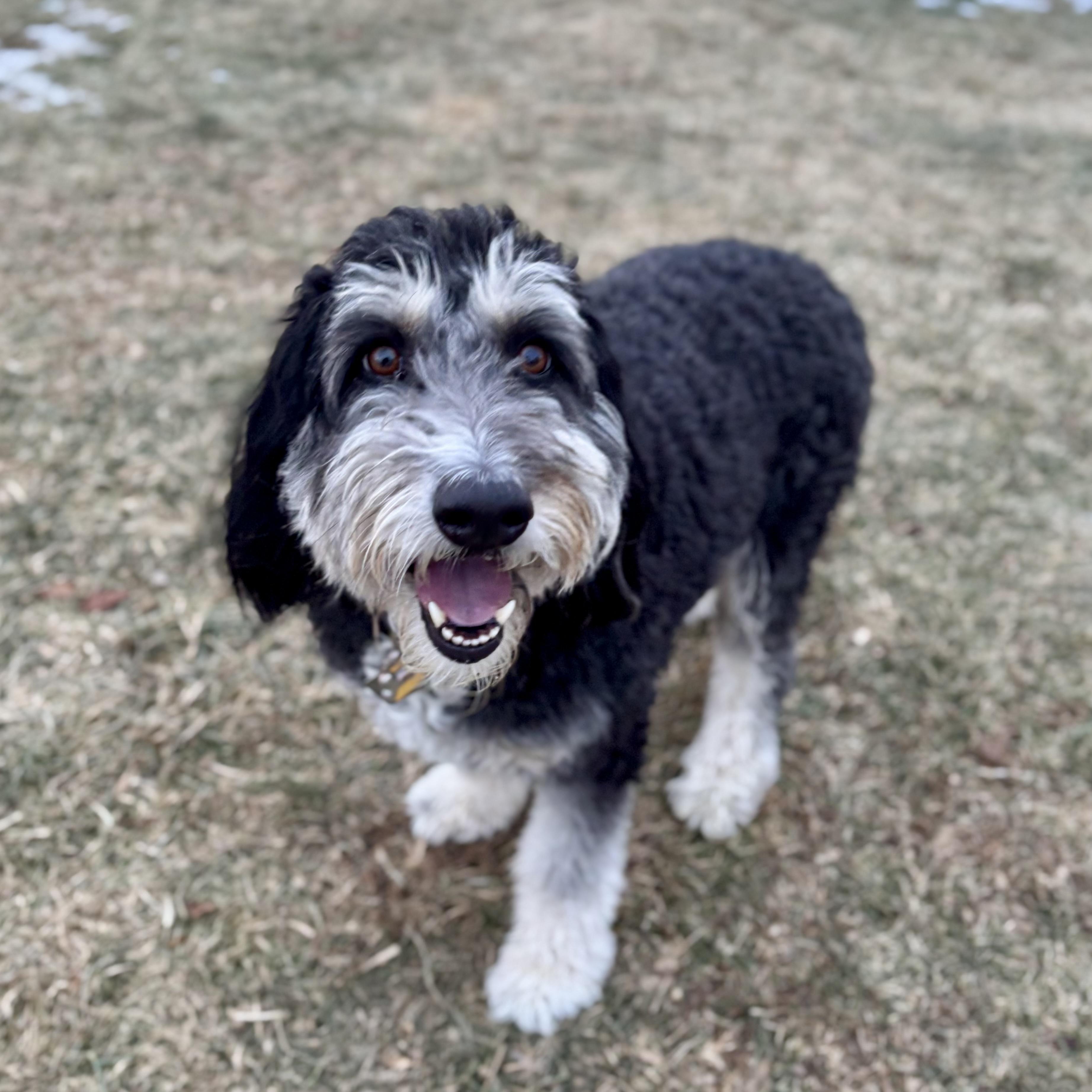 Enlarge River, a ADOPTABLE mixed breed in Dubuque, IA image 2/2