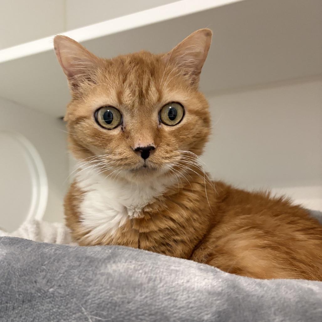 Nelly, Adoptable, Adult Male Tabby & Domestic Short Hair.