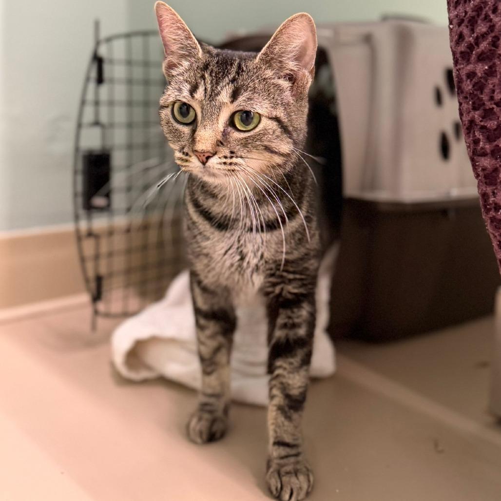 Vicki, Adoptable, Adult Female Domestic Short Hair.