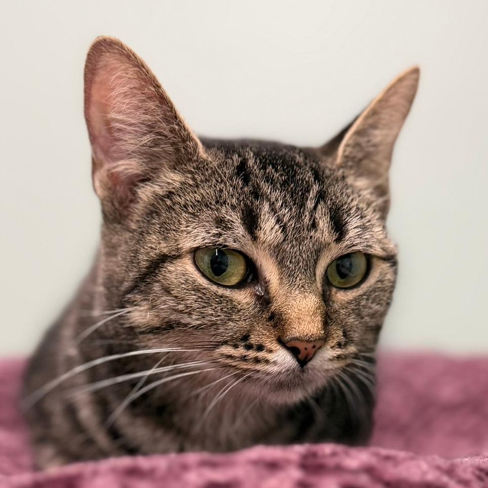 Enlarge Vicki, a Adoptable Domestic Short Hair in Pittsford, VT image 2/2