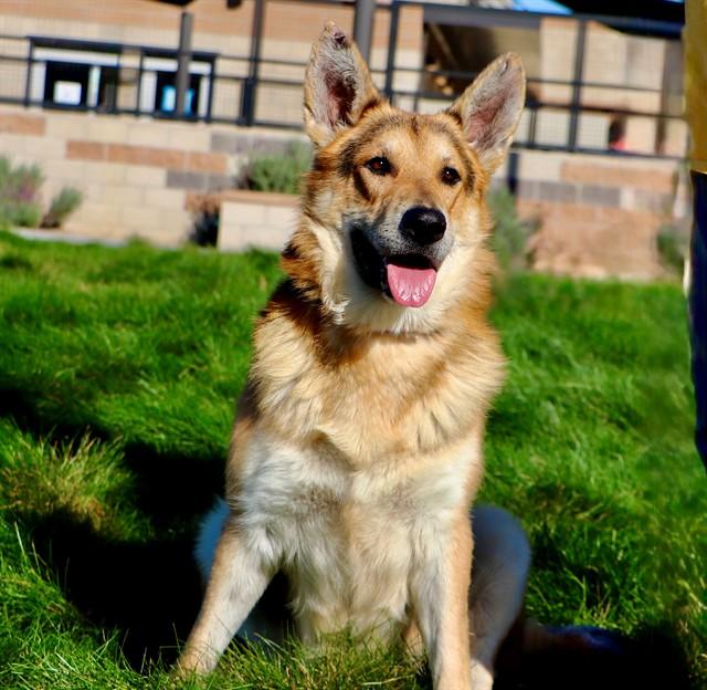 Enlarge MAUGRIM, a Adoptable German Shepherd Dog in San Luis Obispo, CA image 1/1