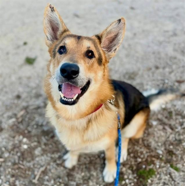 MAUGRIM, Adoptable, Adult Male German Shepherd Dog.
