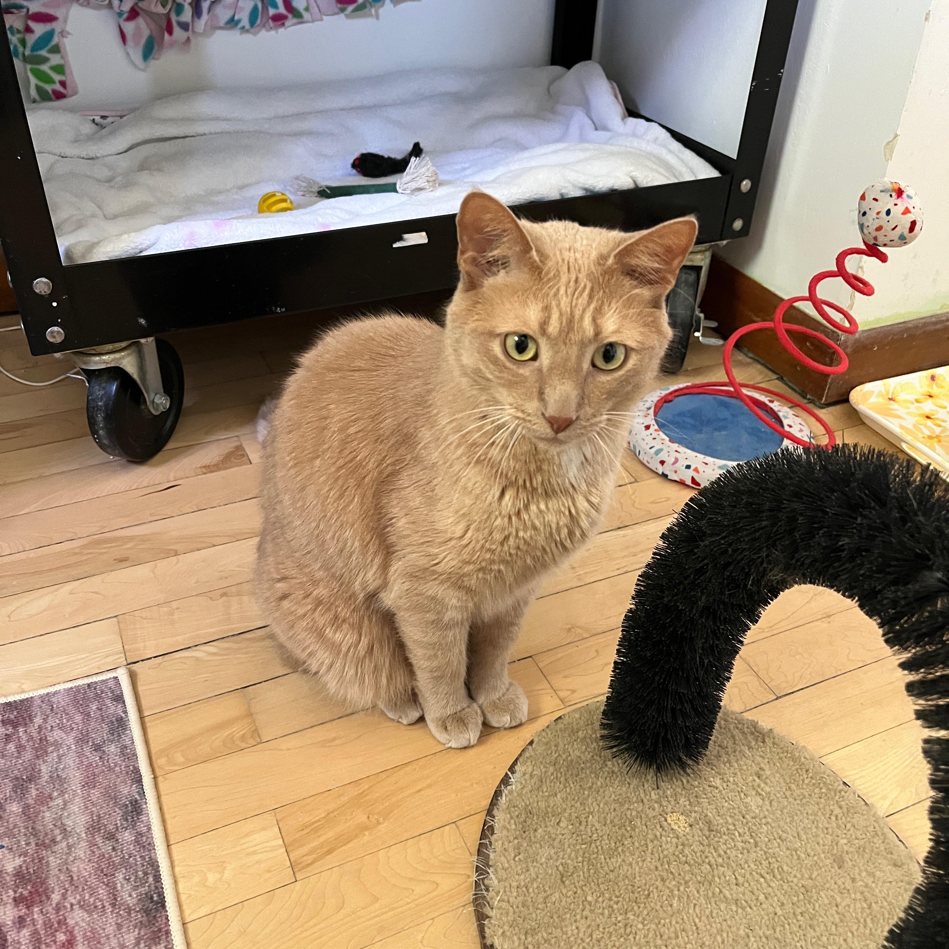 Chester & Gus, a Adoptable Domestic Short Hair in Neenah, WI image 5/5