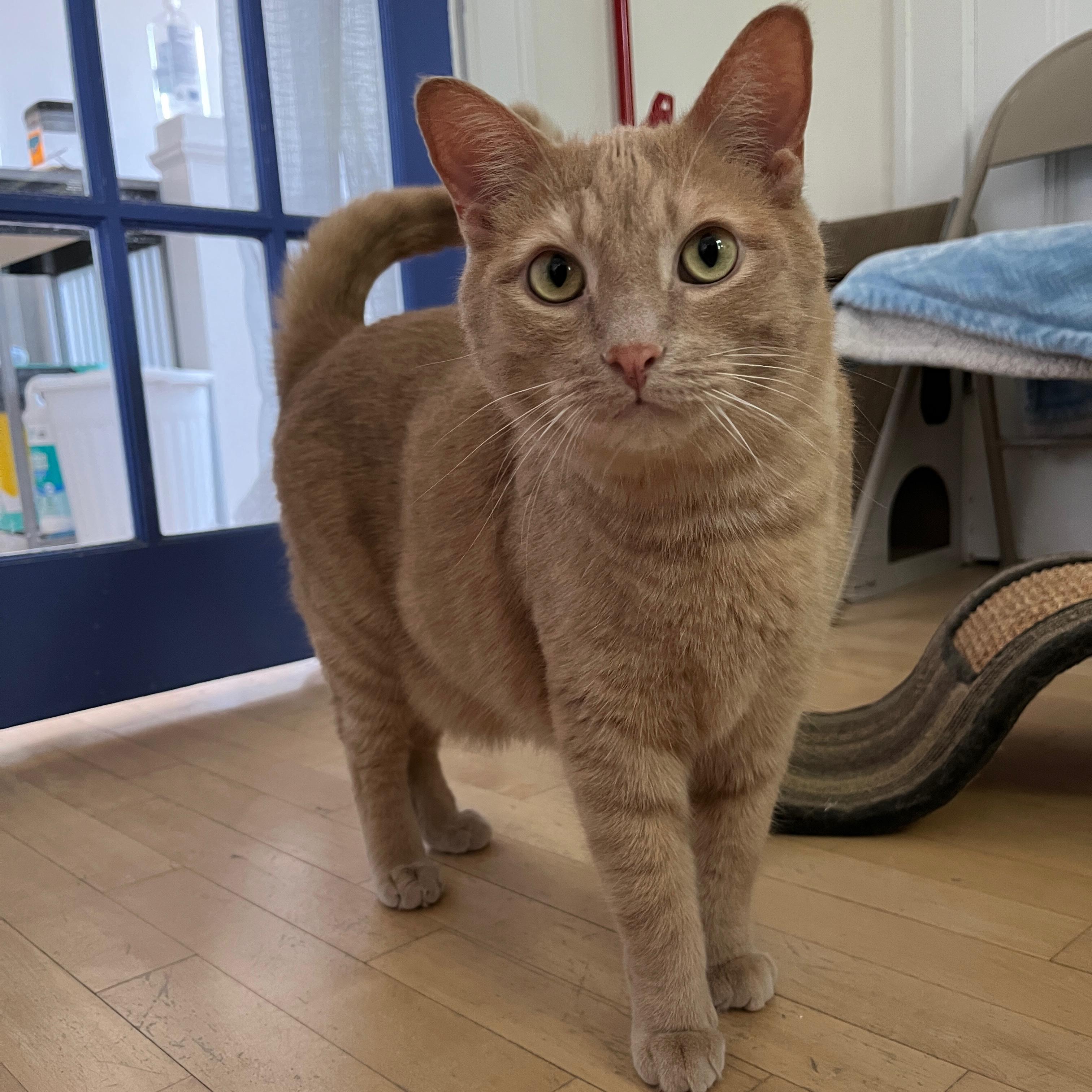 Chester & Gus, a Adoptable Domestic Short Hair in Neenah, WI image 2/5