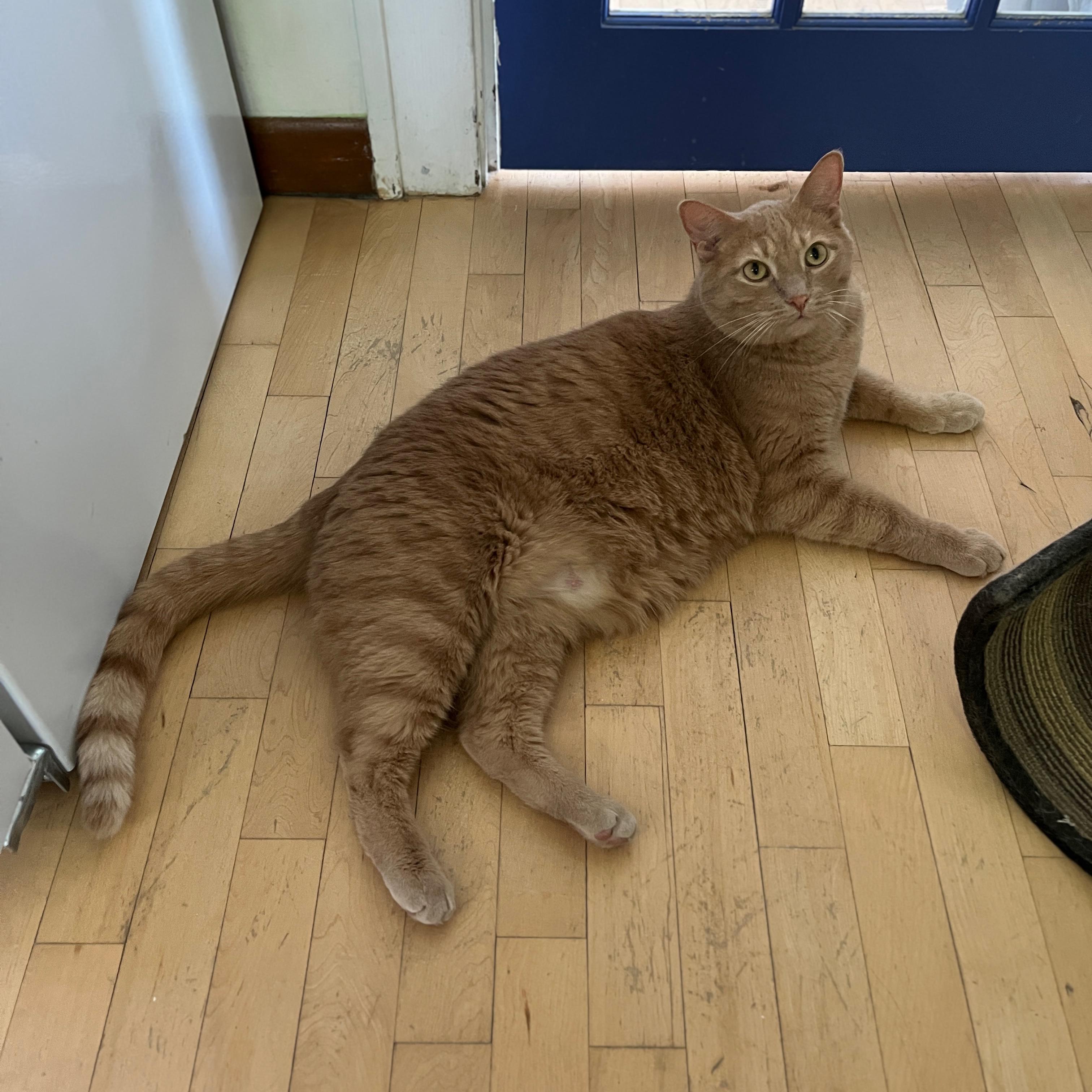Chester & Gus, a Adoptable Domestic Short Hair in Neenah, WI image 4/5