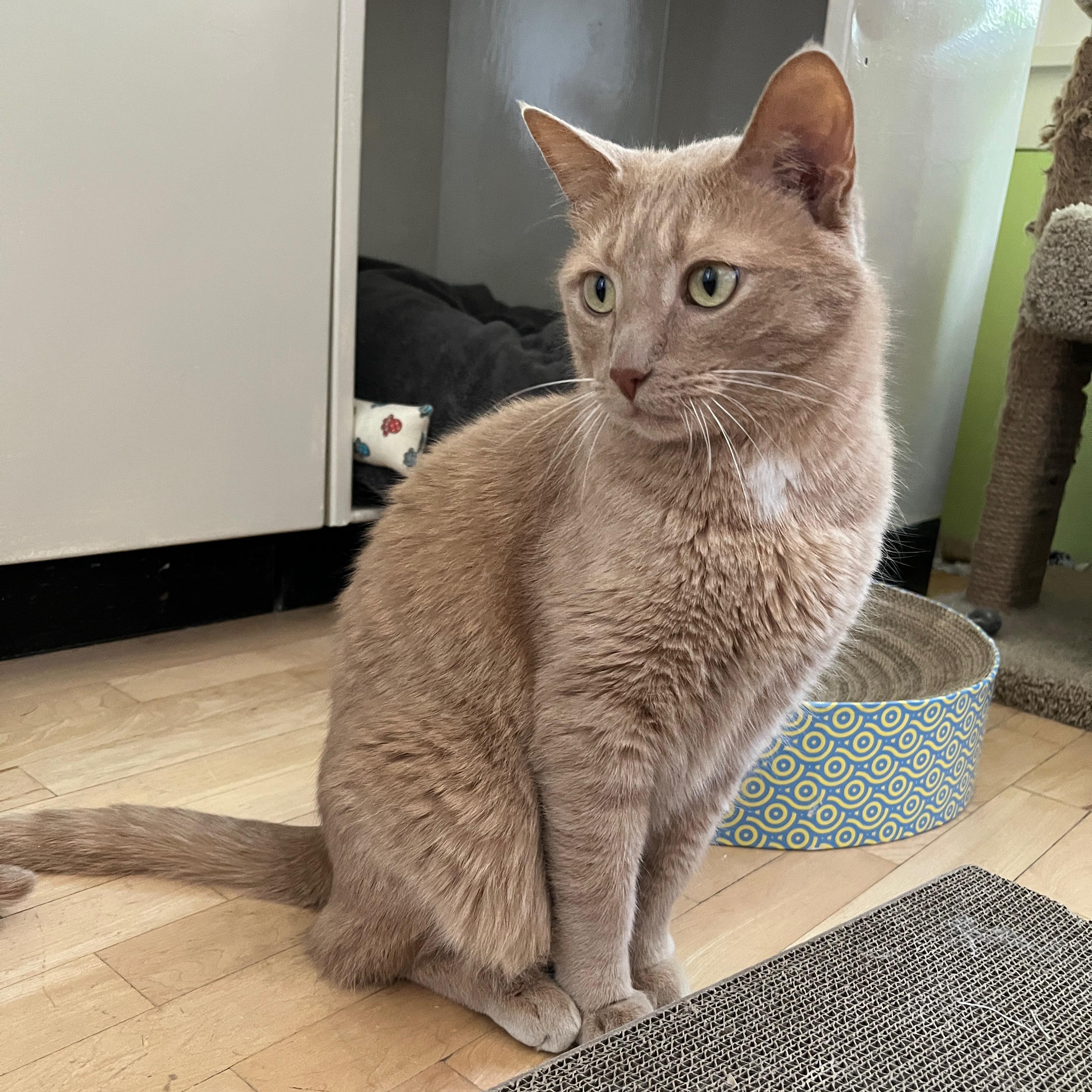 Chester & Gus, a Adoptable Domestic Short Hair in Neenah, WI image 3/5
