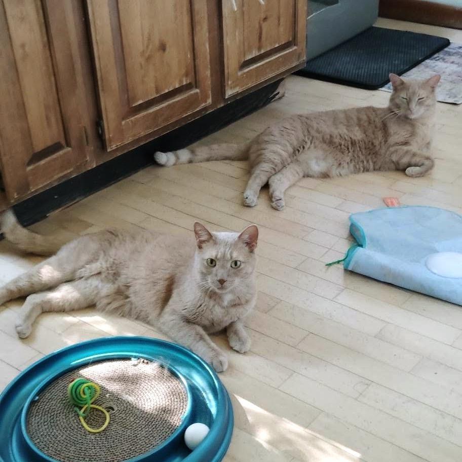 Chester & Gus, Adoptable, Adult Male Domestic Short Hair.