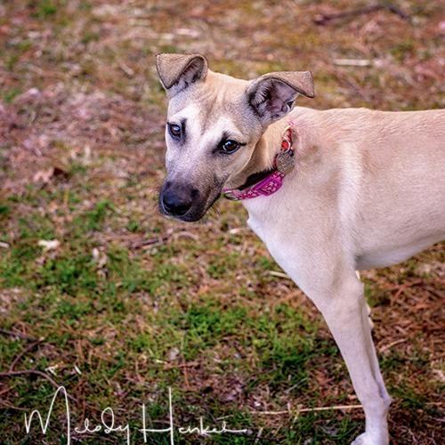 Trixie, a Adoptable Mixed Breed in Brockton, MA image 1/2