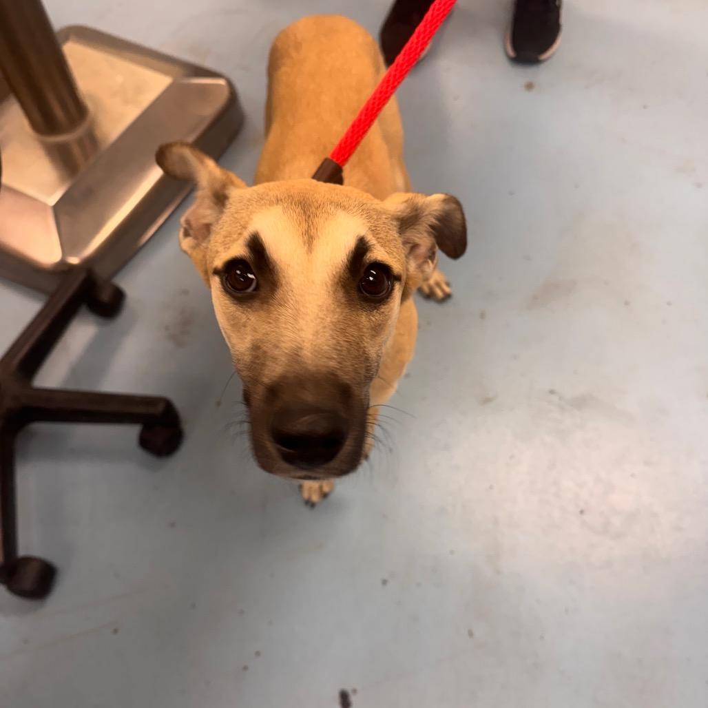 Trixie, a Adoptable Mixed Breed in Brockton, MA image 2/2