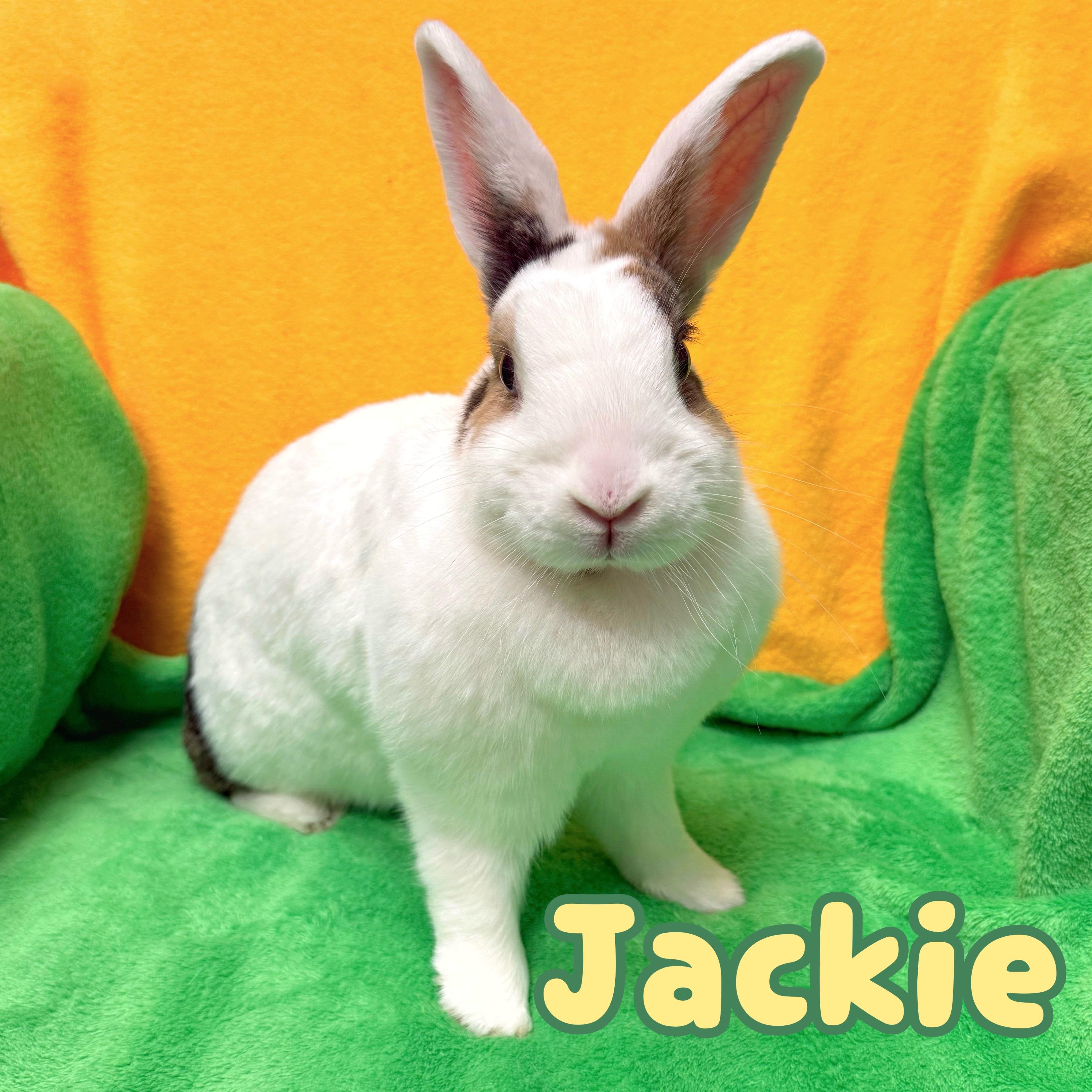 Jackie, ADOPTABLE, Young Female Bunny Rabbit.