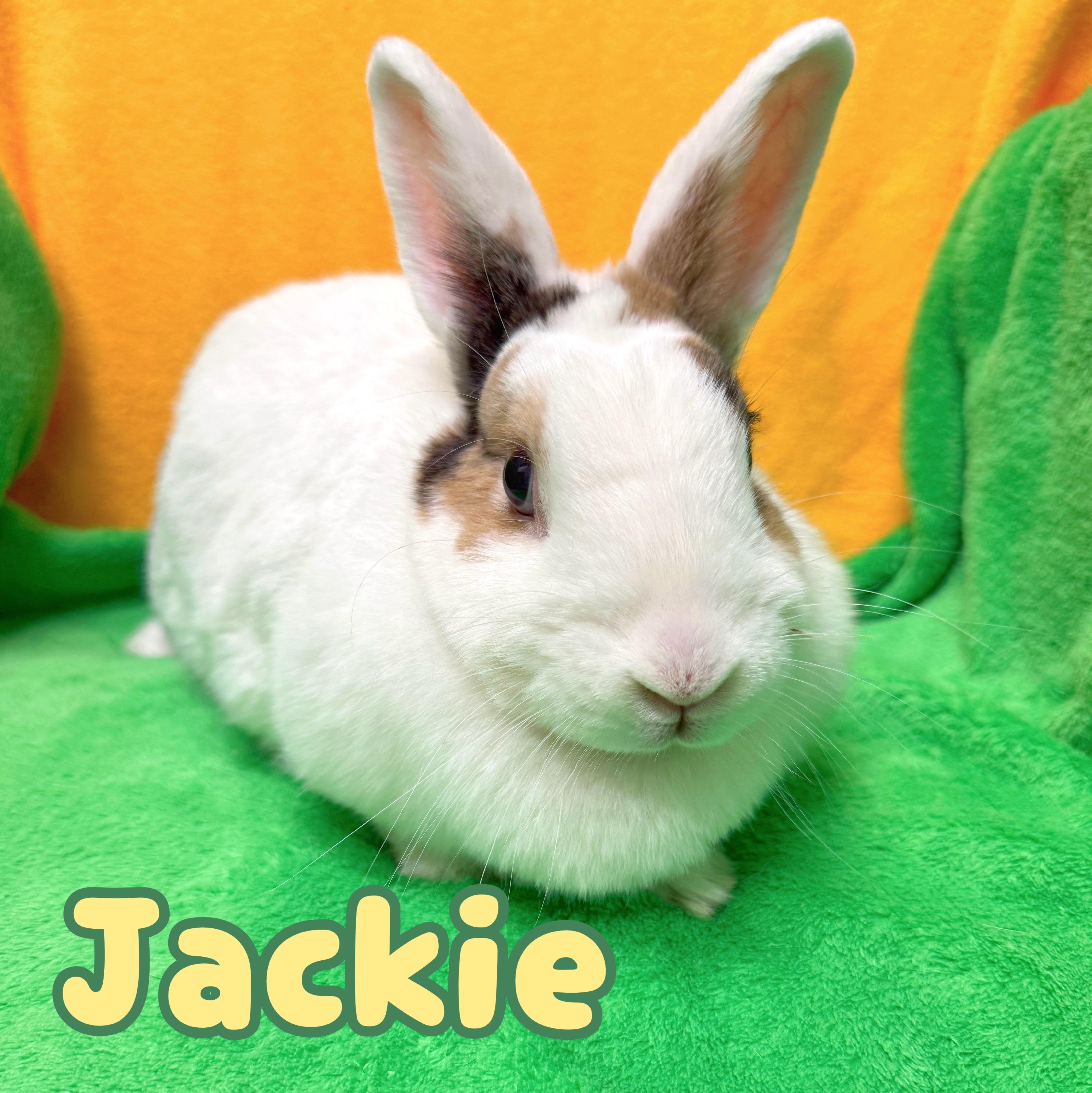 Jackie, a ADOPTABLE mixed breed in Roseville, CA image 2/2