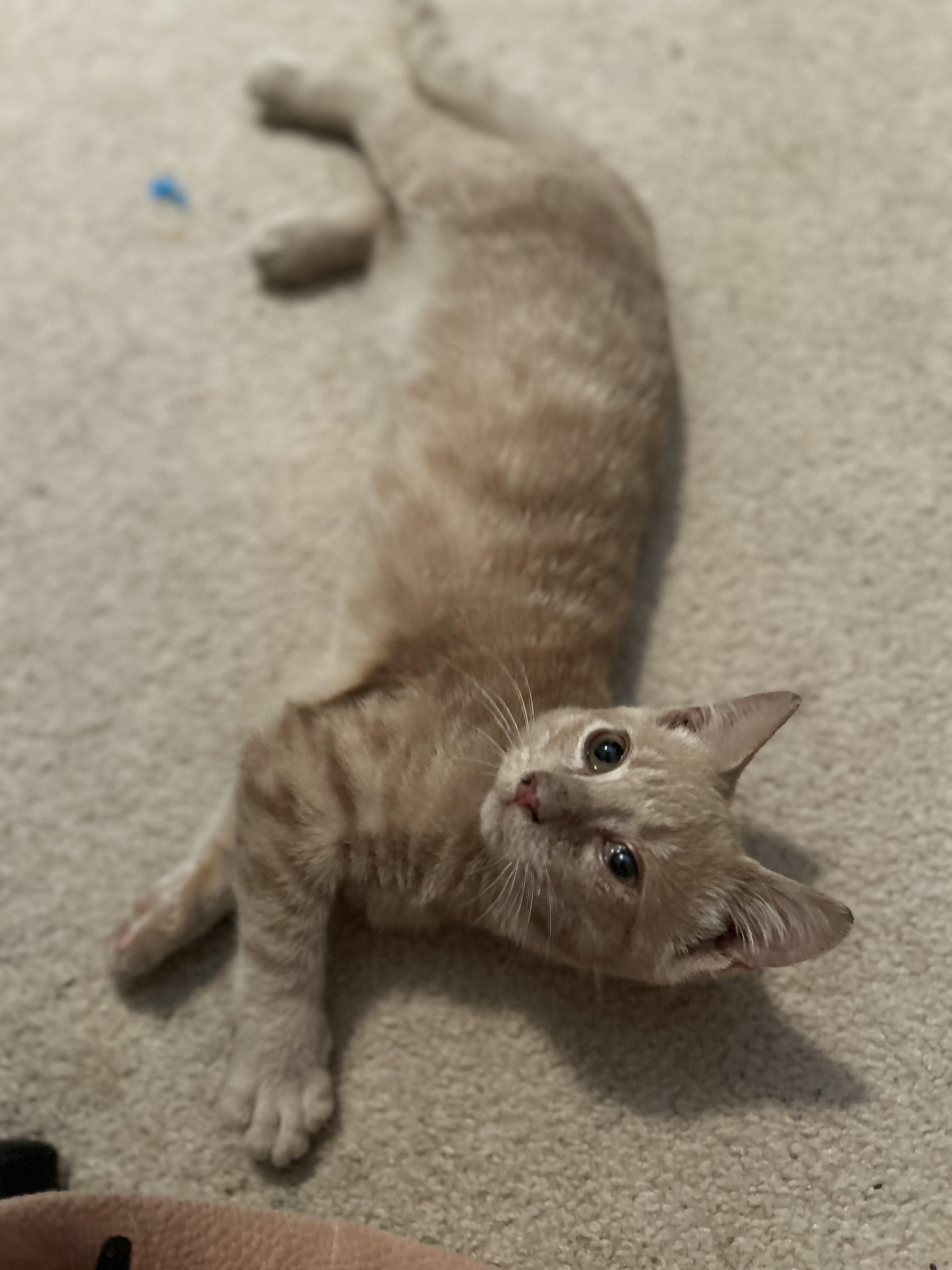 Olaf $50, a Adoptable Domestic Medium Hair in Seneca, SC image 4/4