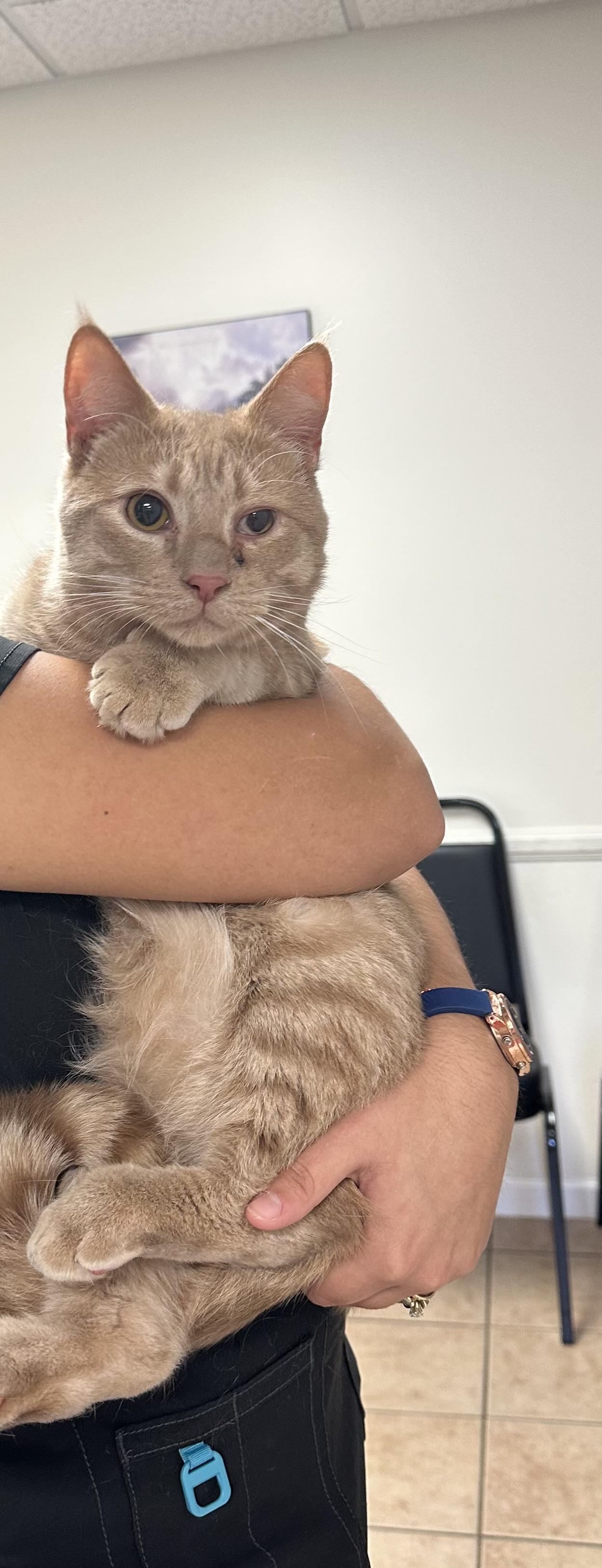 Olaf $50, a Adoptable Domestic Medium Hair in Seneca, SC image 1/4