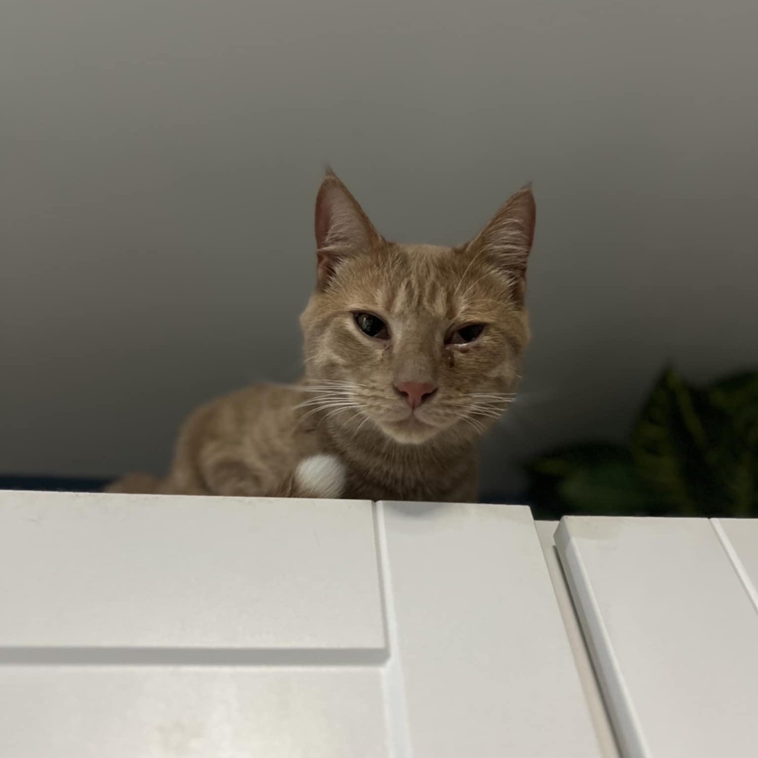 Olaf $50, a Adoptable Domestic Medium Hair in Seneca, SC image 2/4