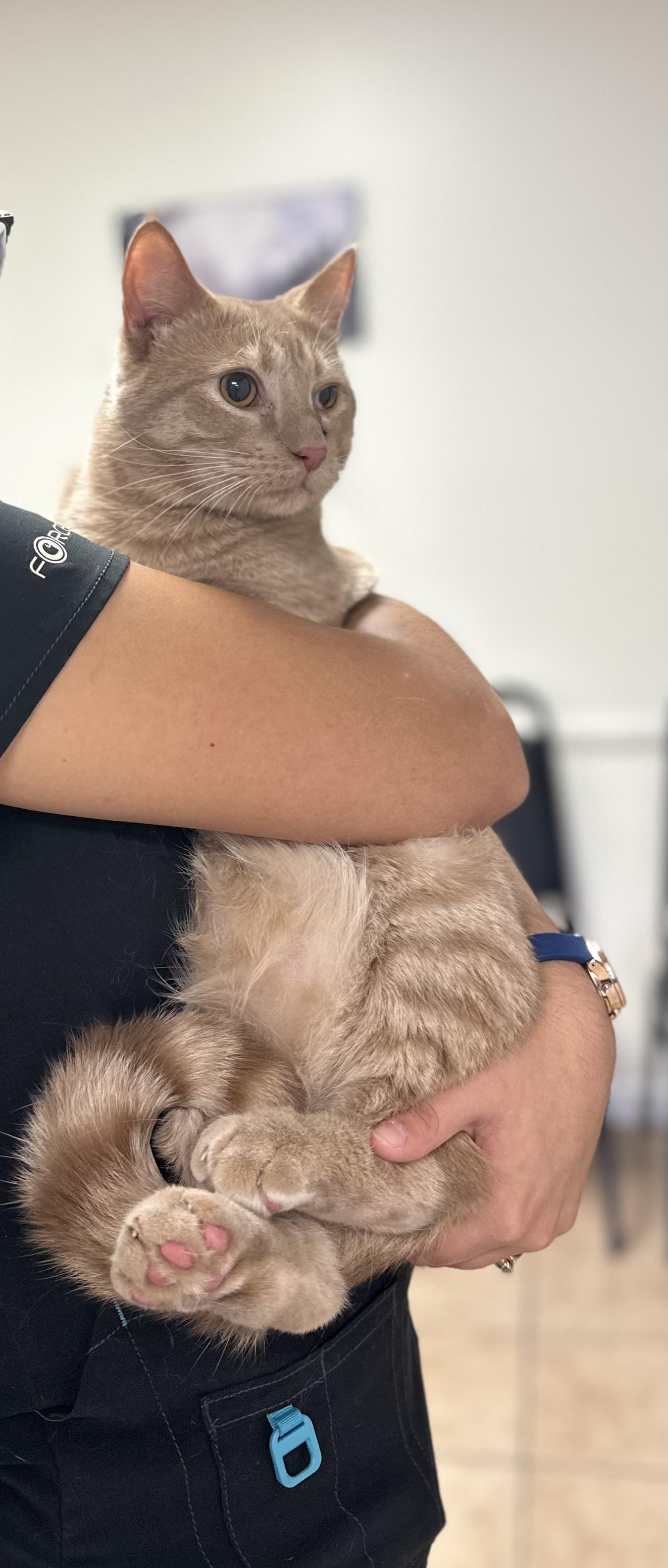 Olaf $50, a Adoptable Domestic Medium Hair in Seneca, SC image 3/4