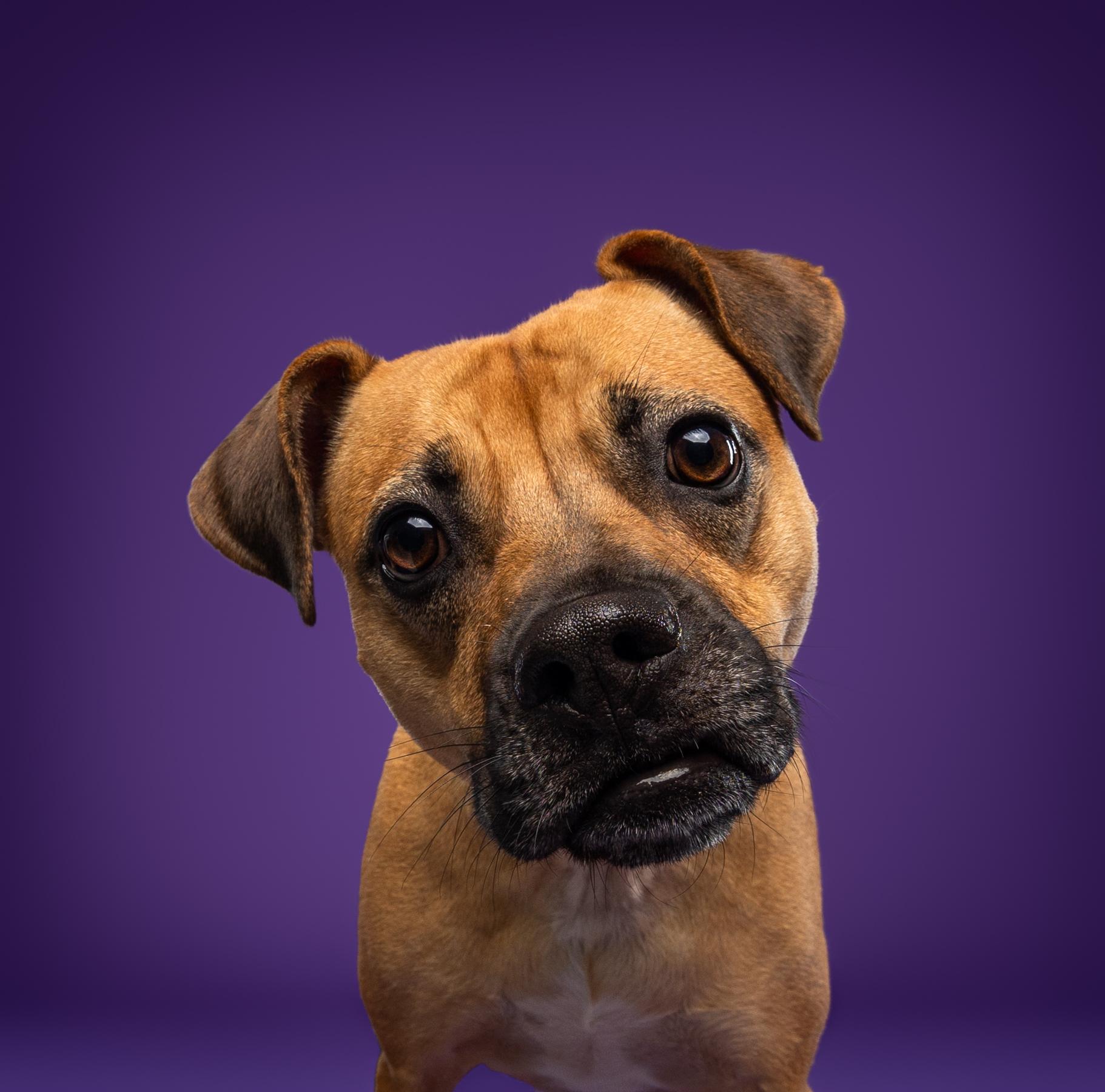Enlarge Lua, a ADOPTABLE mixed breed in Mississauga, ON image 1/6