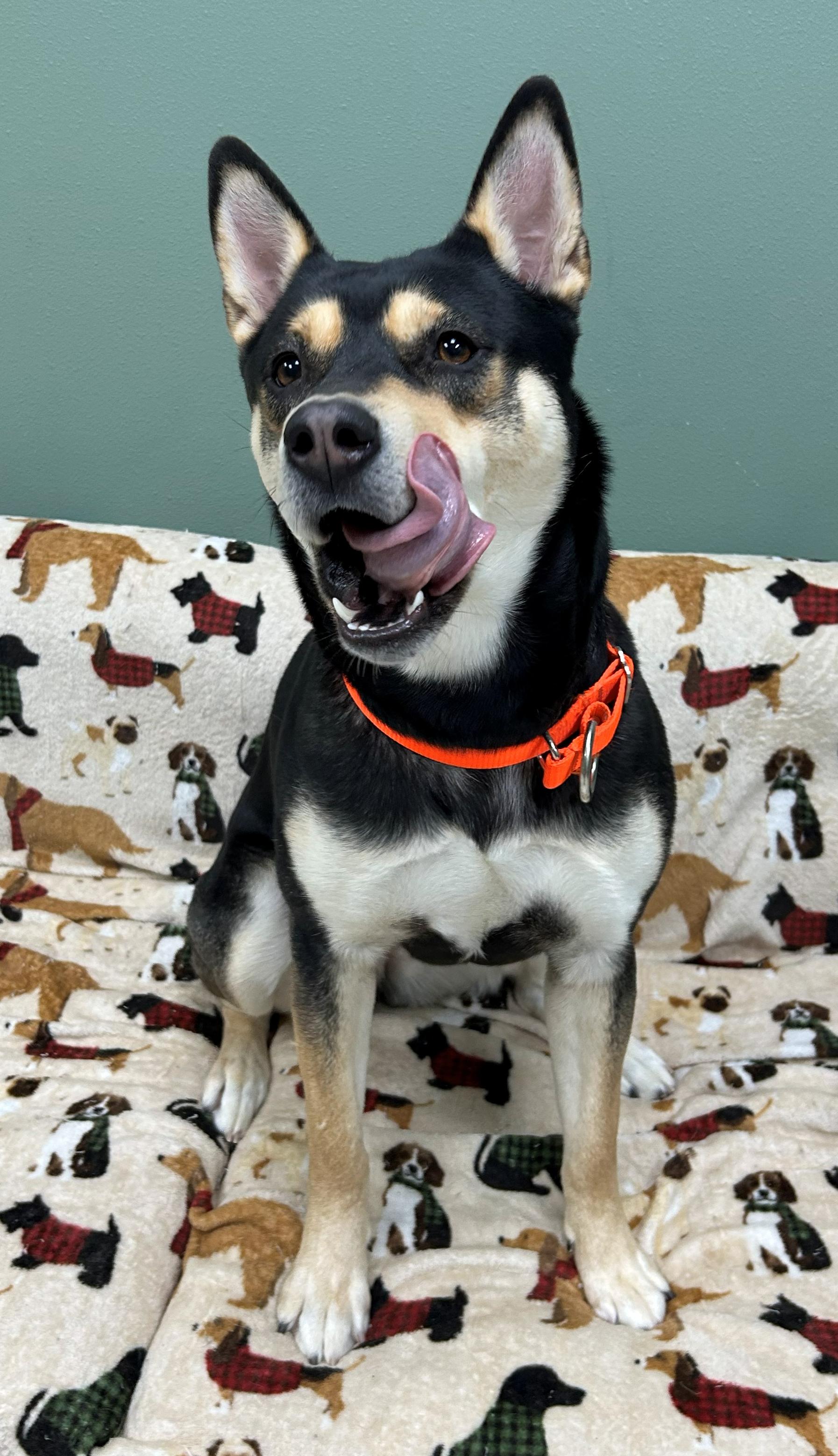 Enlarge Indigo, a Adoptable mixed breed in Neillsville, WI image 2/5