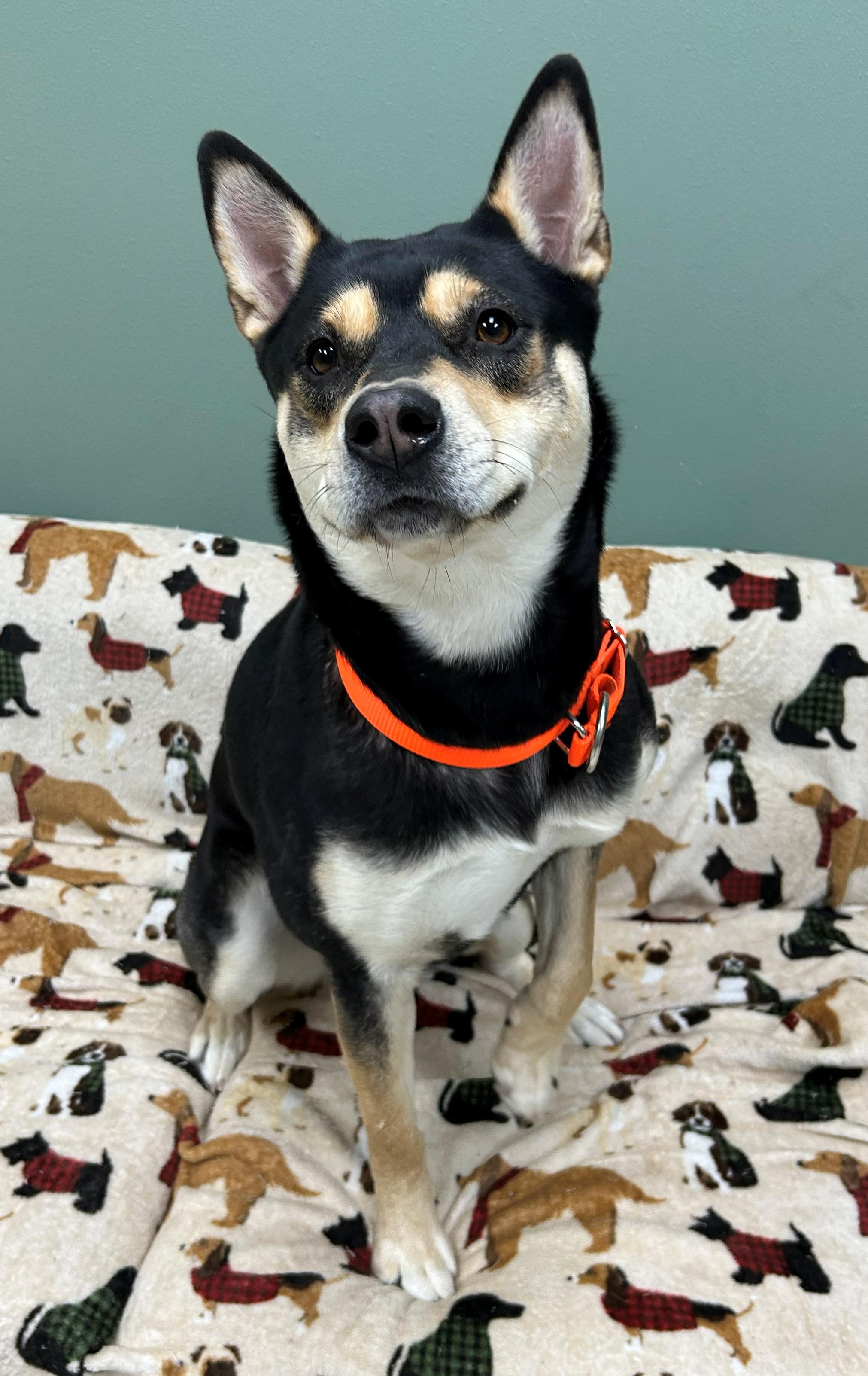Enlarge Indigo, a Adoptable mixed breed in Neillsville, WI image 4/5