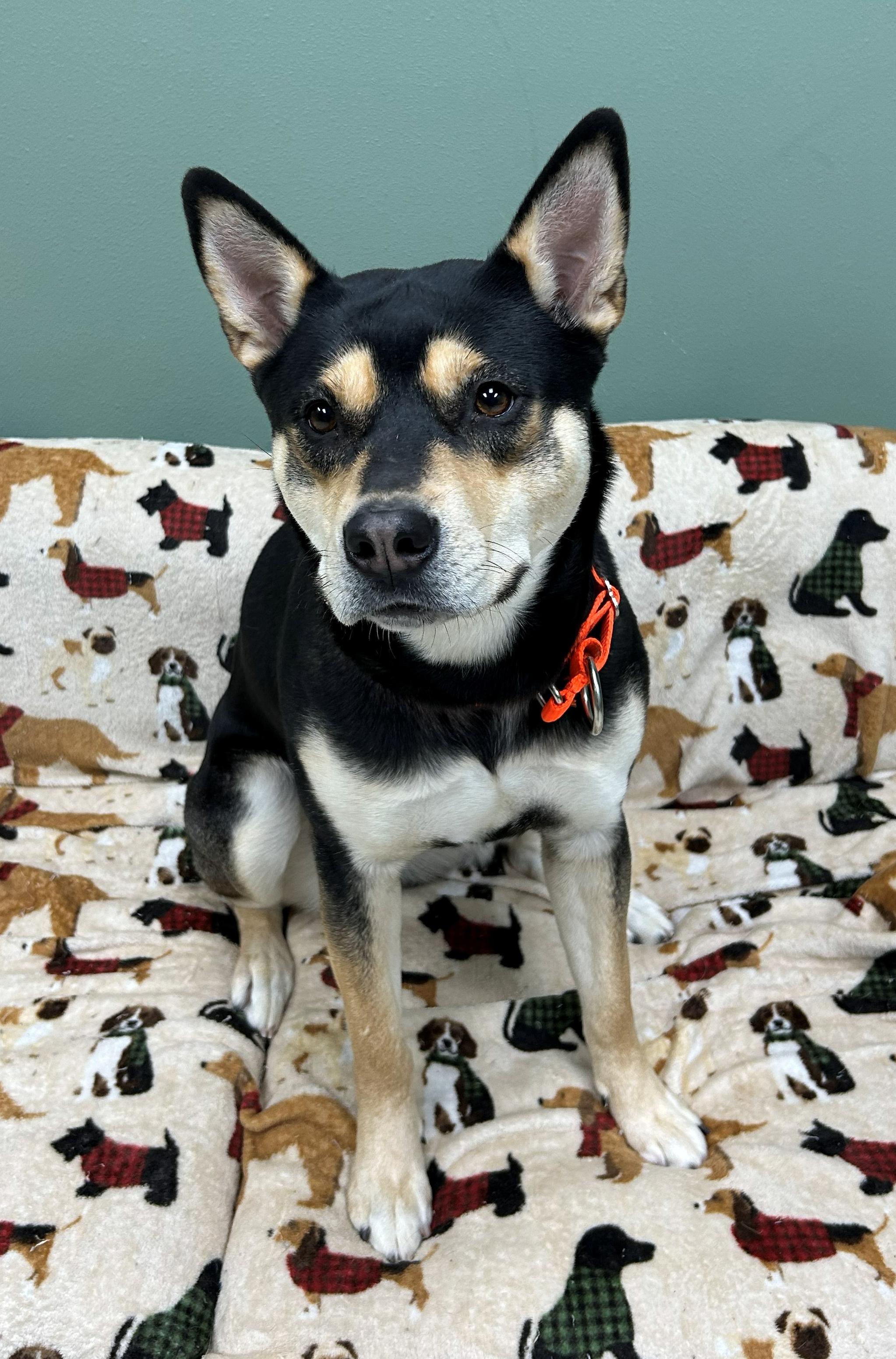 Enlarge Indigo, a Adoptable mixed breed in Neillsville, WI image 5/5