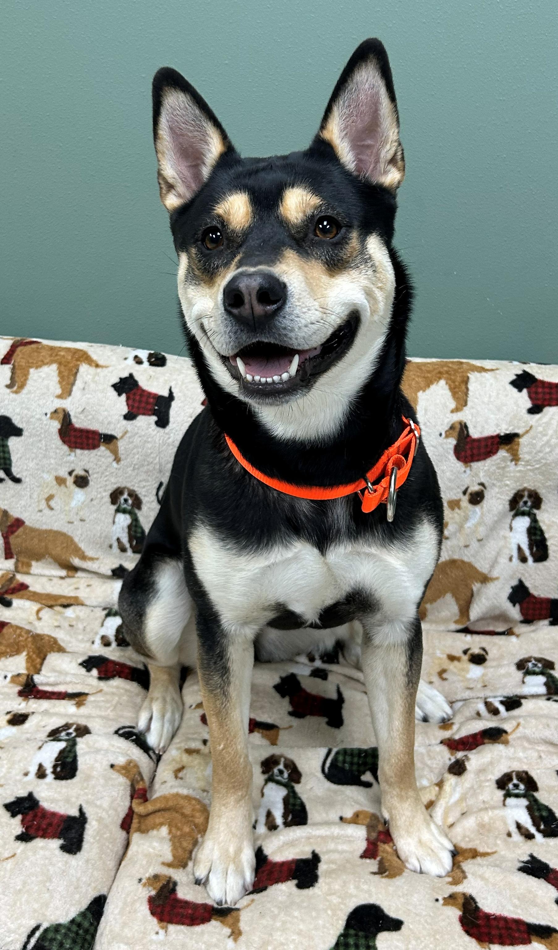 Indigo, Adoptable, Adult Female Shepherd.