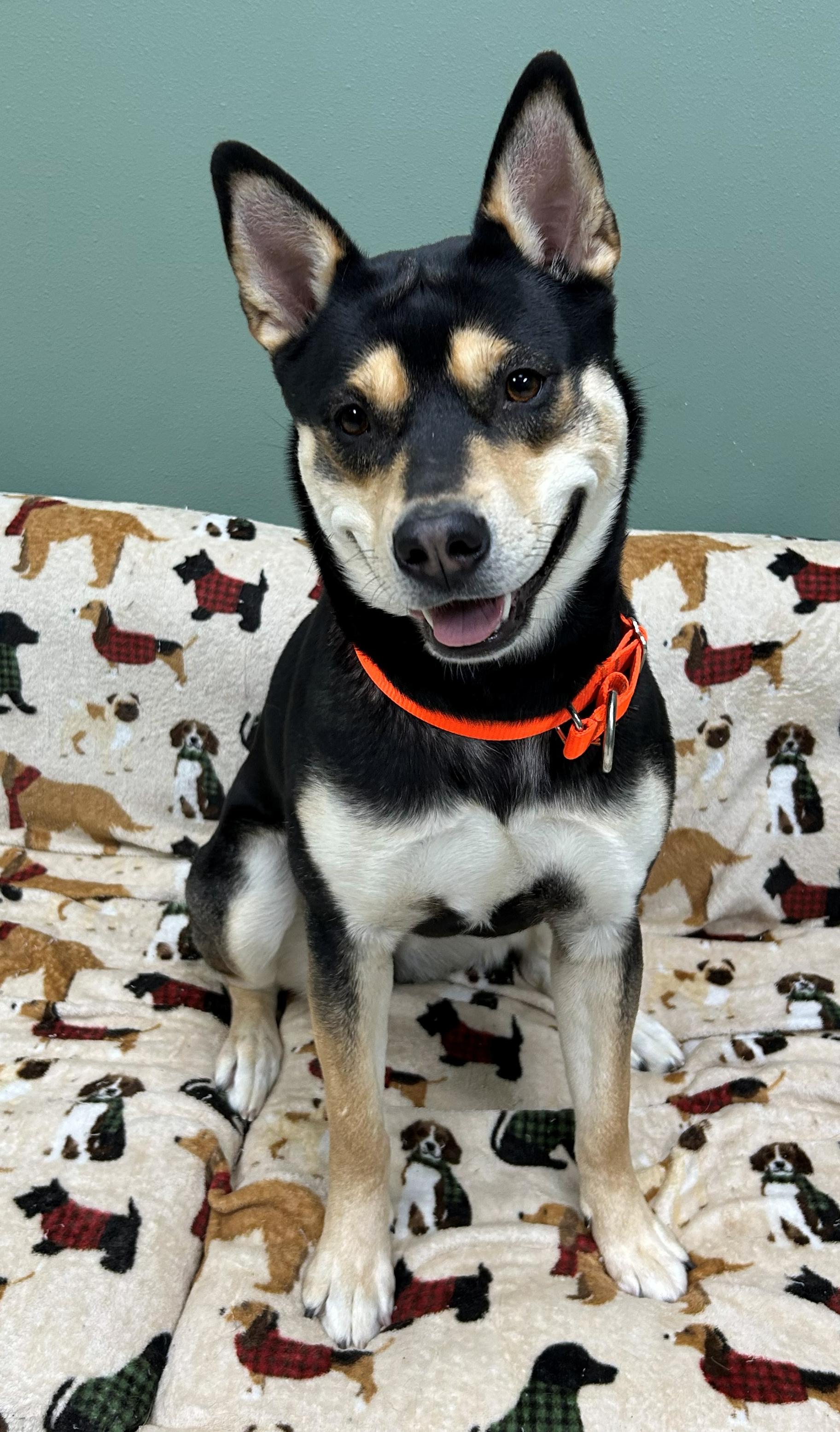 Enlarge Indigo, a Adoptable mixed breed in Neillsville, WI image 3/5