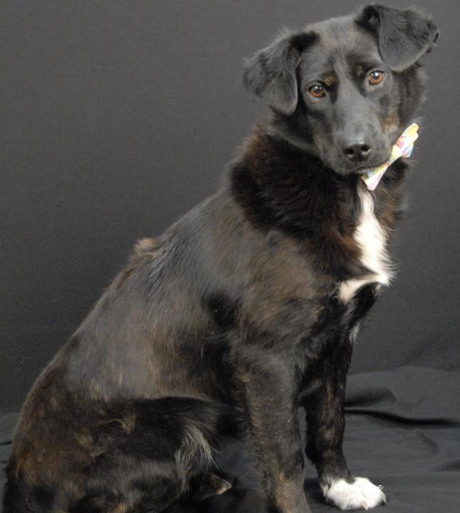 Skedaddle, adopted, Young Female Border Collie.