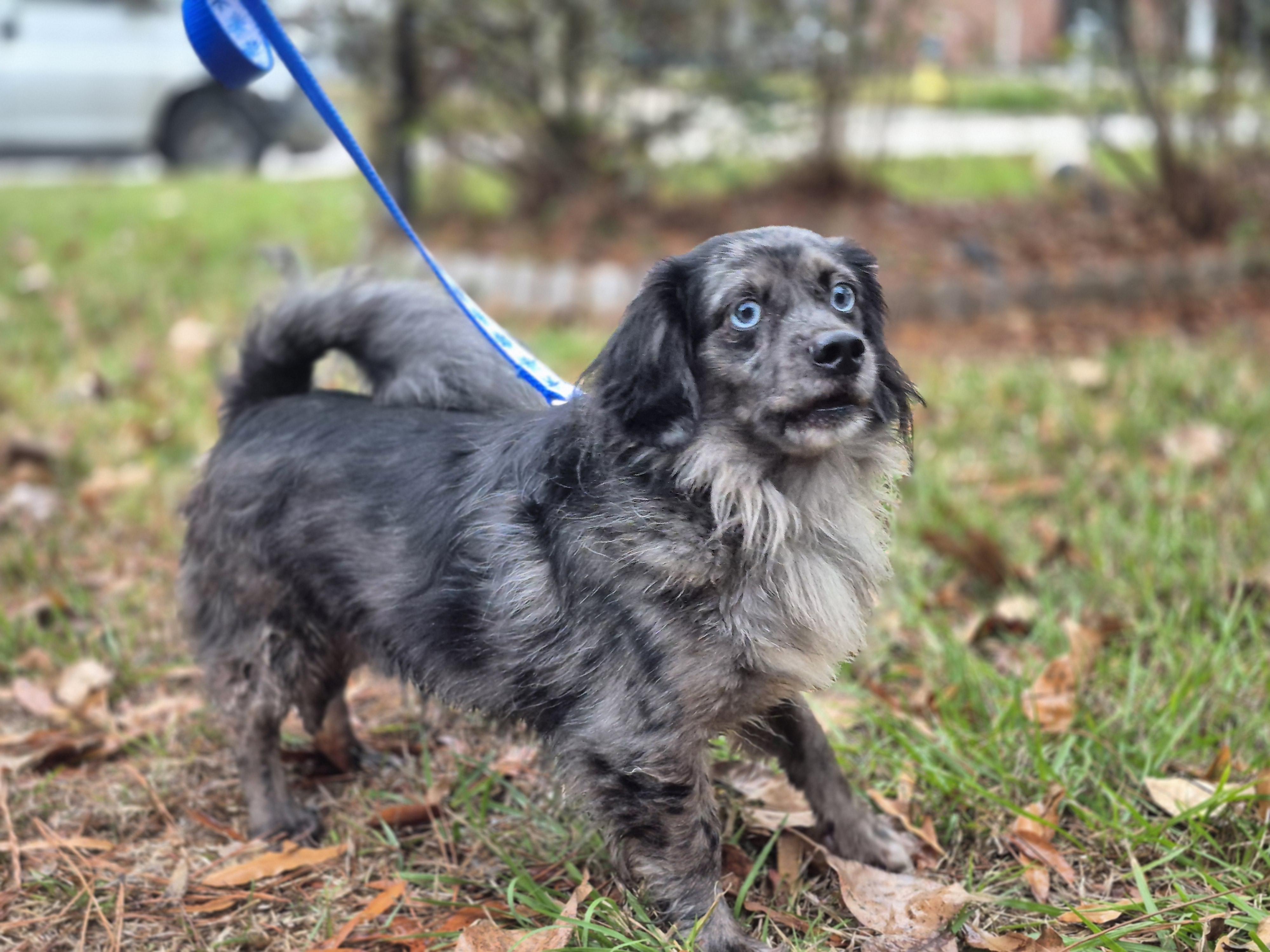 Enlarge Sonny, an adoption pending Dachshund (Long Haired) in metairie, LA image 1/2