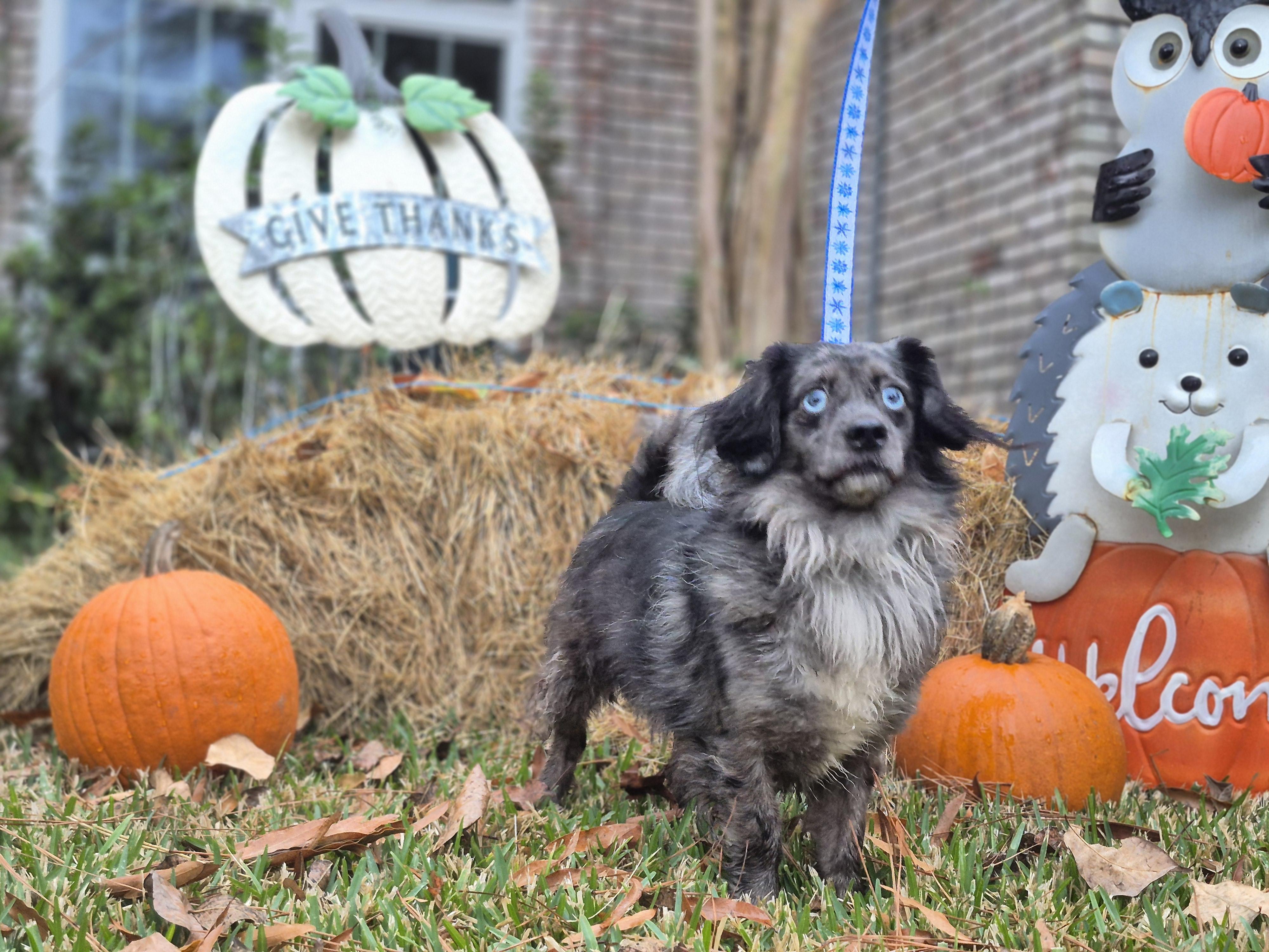 Enlarge Sonny, an adoption pending Dachshund (Long Haired) in metairie, LA image 2/2