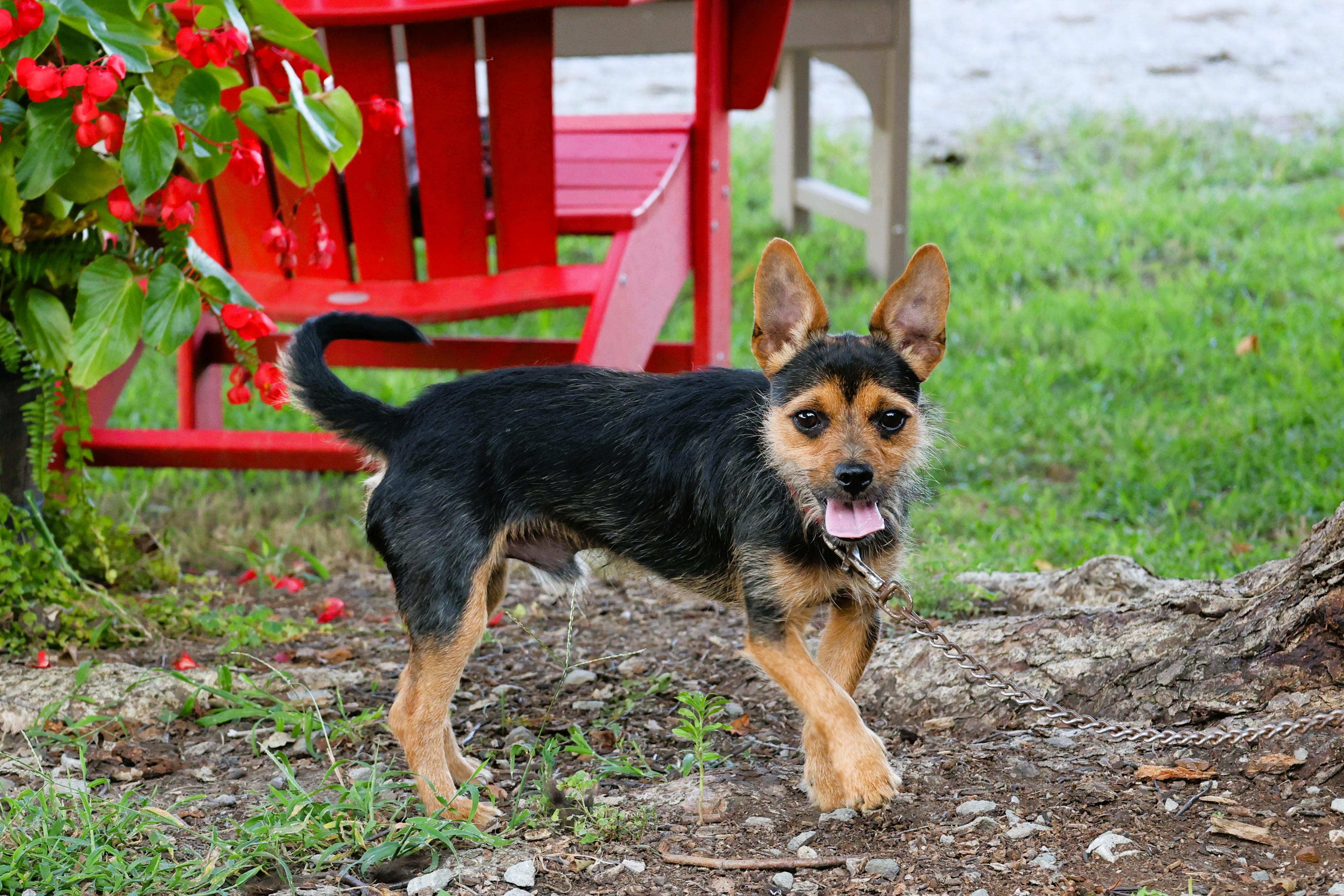 Enlarge ZEUS, a Adopted mixed breed in Southington, CT image 2/6