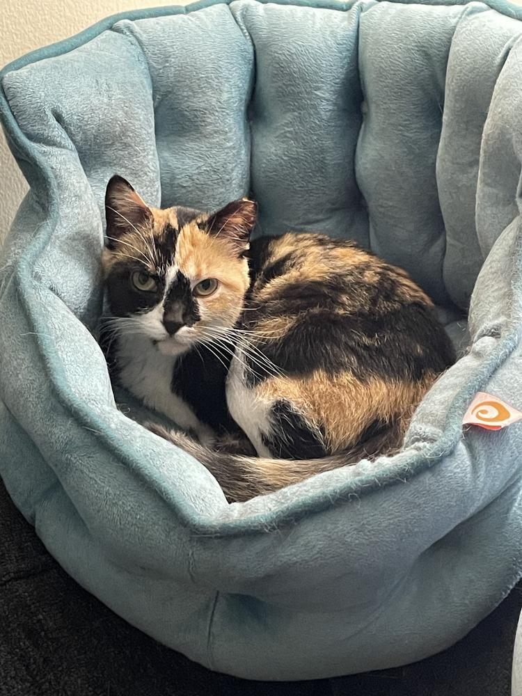 Enlarge Tammy, a Adoptable Domestic Short Hair in Omaha, NE image 2/5
